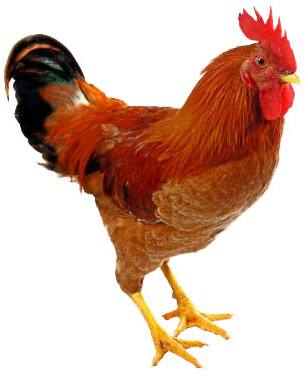 Cock-murga