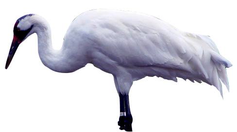 Crane -saaras