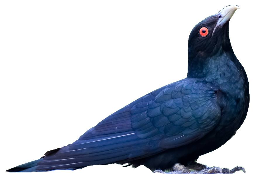 Cuckoo- koyal