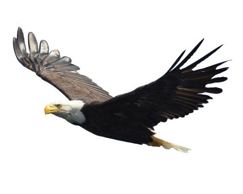 Eagle-Cheel
