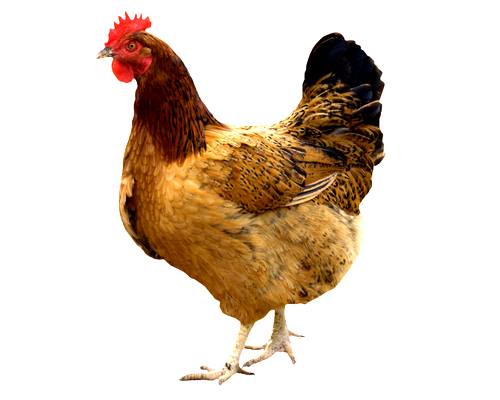 Hen- Murgee