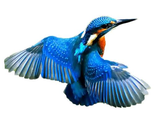 Kingfisher-Ram Chiraiya