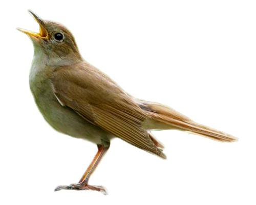 Nightingale-Bulbul
