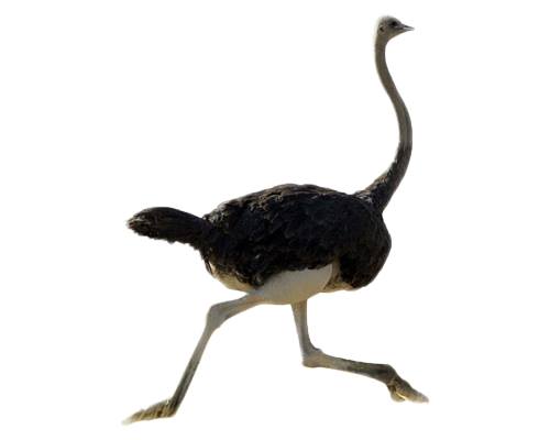 Ostrich-Shutaramurg