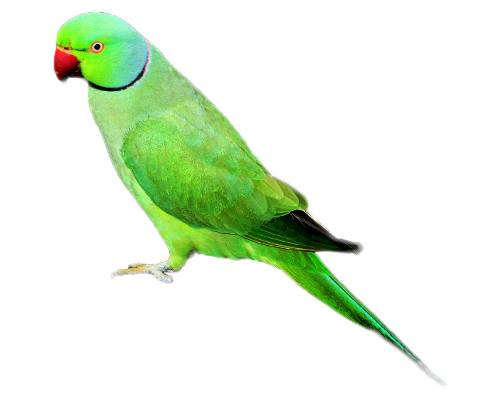 Parrot-Tota