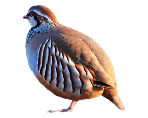 Partridge-Teetar