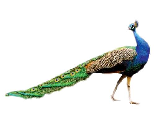 Peacock-Mor