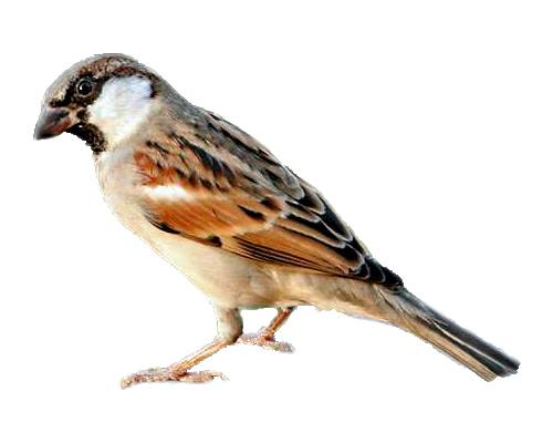 Sparrow- Gauraiya Chidiya