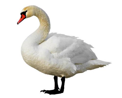 Swan-Hans