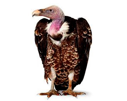 Vulture-Geedhh