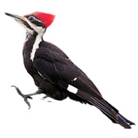 Woodpecker-Kathaphodava
