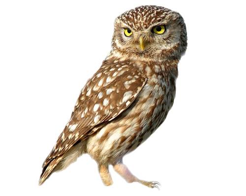 owl-Ullu
