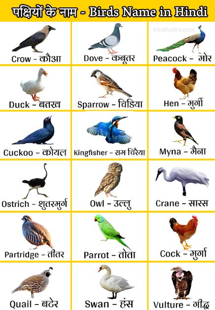 Birds Name In Hindi And English À¤ªà¤ À¤· À¤¯ À¤ À¤¨ À¤® List Of Birds