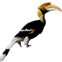 Hornbill