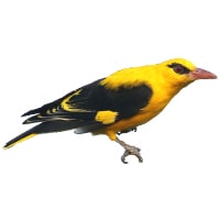 golden oriole
