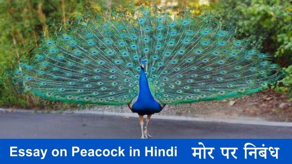 Essay on Peacock in Hindi - भारत के राष्ट्रीय पक्षी मोर पर निबंध