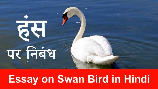 long essay about swan in hindi