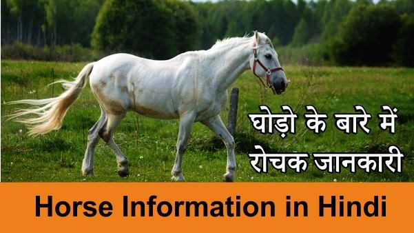 10-lines-essay-on-horse-in-hindi-few-sentences-on-horse-ghoda-par