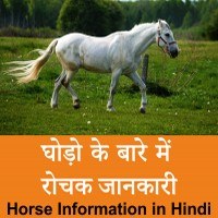 Horse facts in Hindi