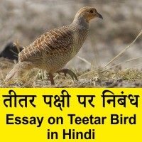 Teetar Bird par nibandh