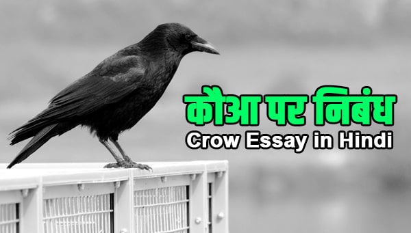 Essay on Crow in Hindi