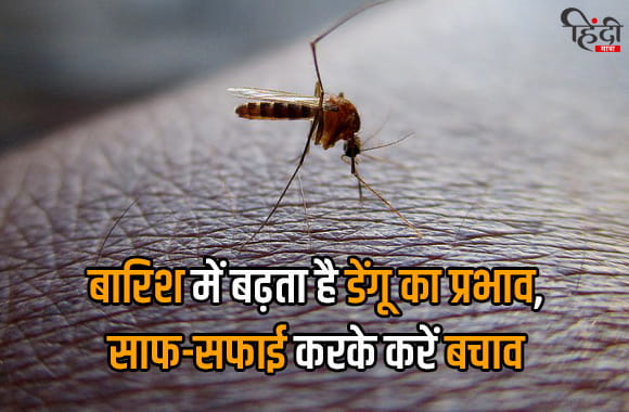barish me badhta hai dengue ka prabhav