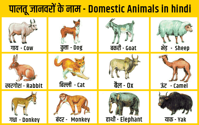 Top 165 Name Of Pet Animals In Hindi Merkantilaklubben